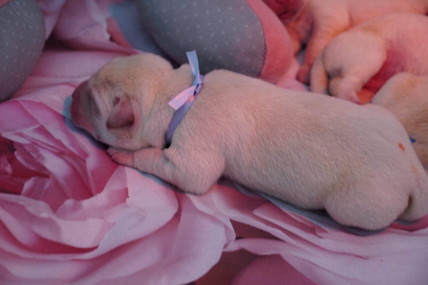 CHIOT 4 - Labrador Retriever