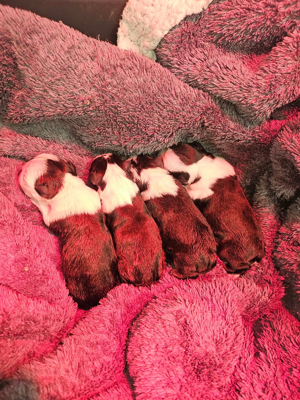 CHIOT 4 - Boston Terrier