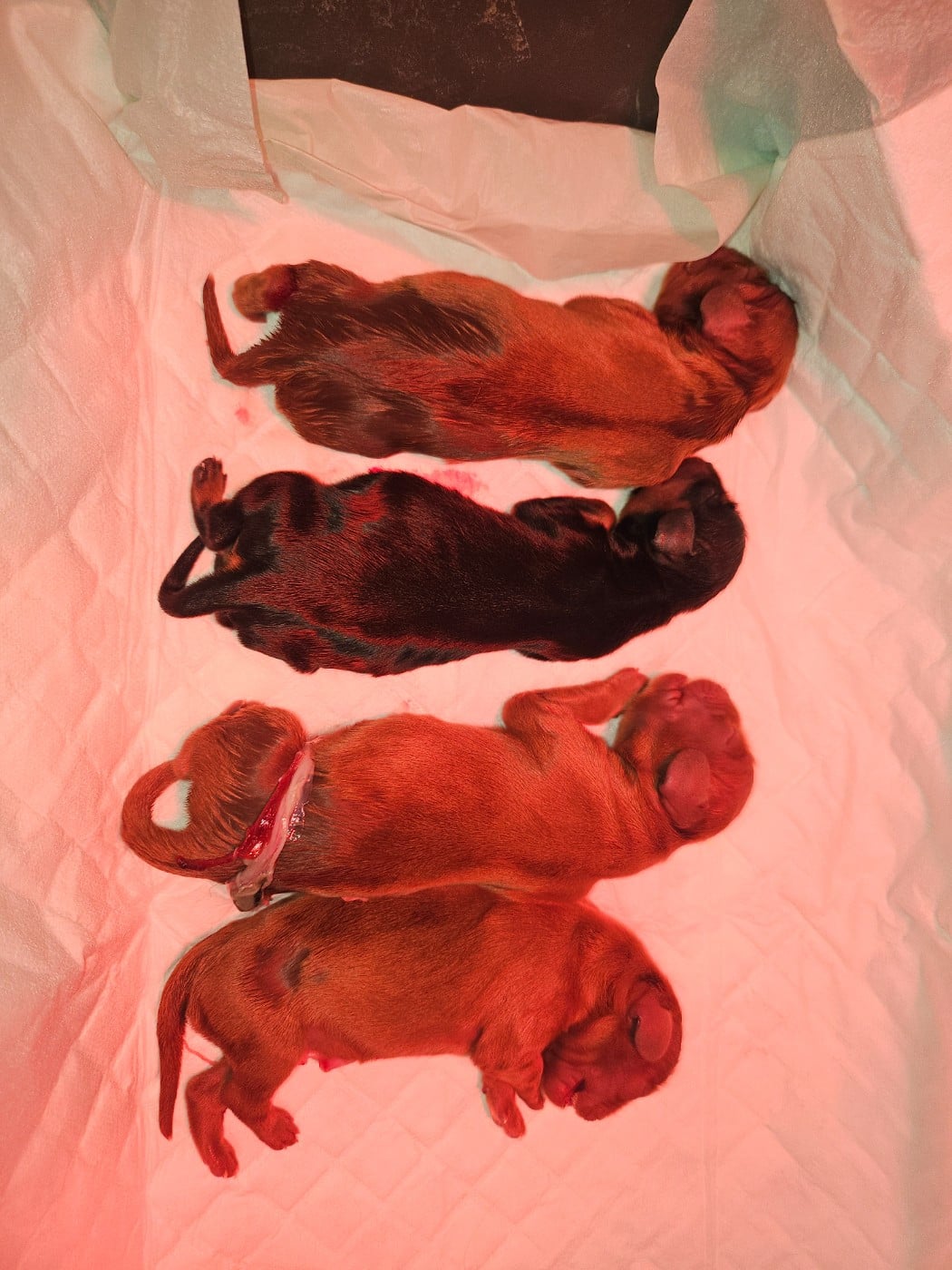 CHIOT 4 - Cavalier King Charles Spaniel