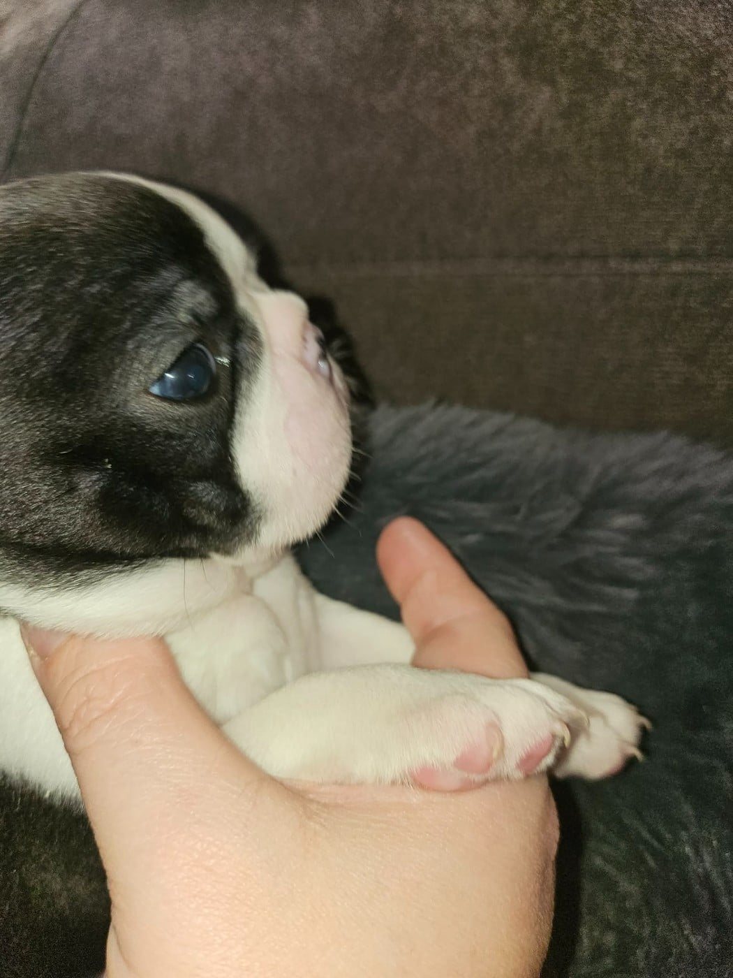 Boston Terrier - Des Petits Anges Noirs