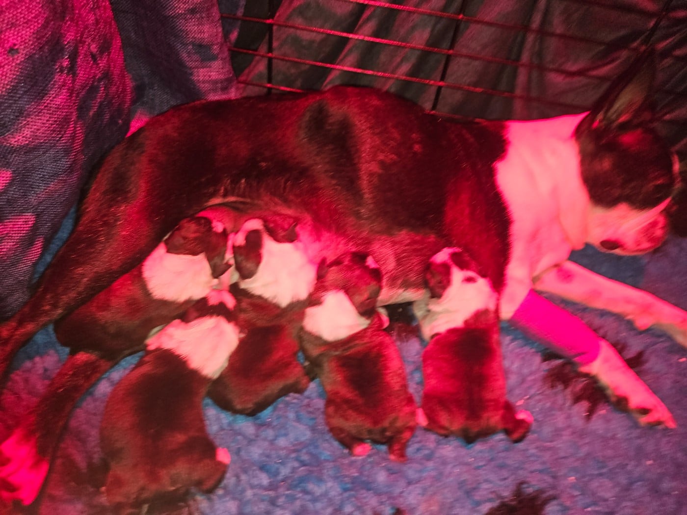 CHIOT 5 - Boston Terrier