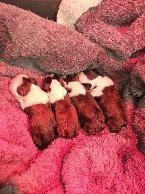 Les chiots de Boston Terrier