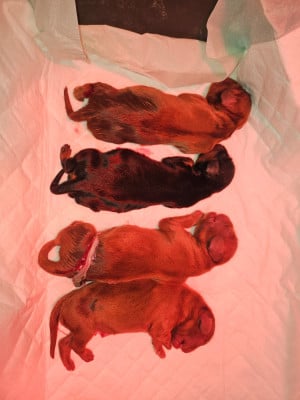 Les chiots de Cavalier King Charles Spaniel