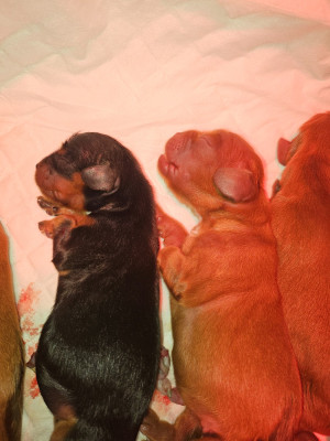 Les chiots de Cavalier King Charles Spaniel