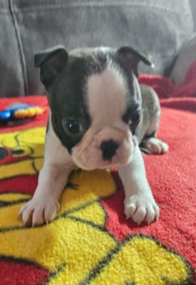 Les chiots de Boston Terrier