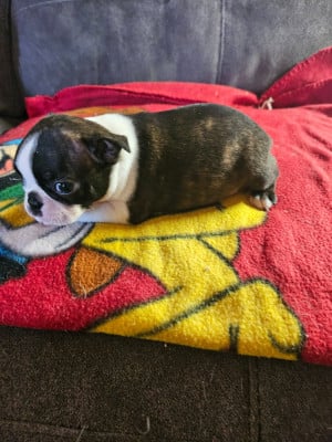 Les chiots de Boston Terrier