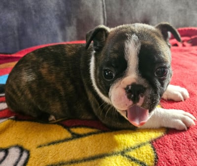 Les chiots de Boston Terrier