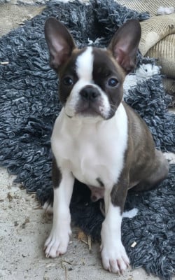 Les chiots de Boston Terrier