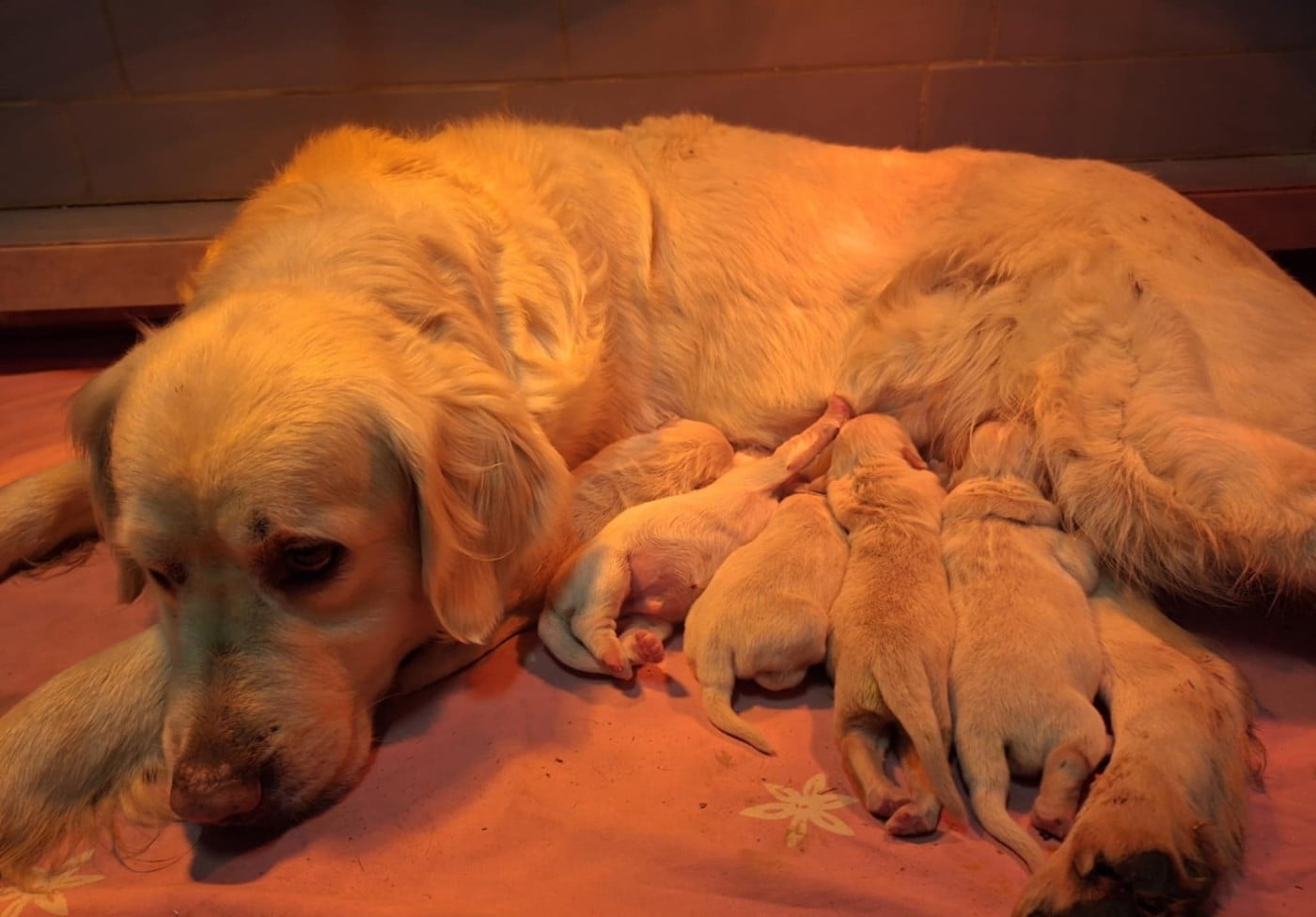 CHIOT 5 - Golden Retriever