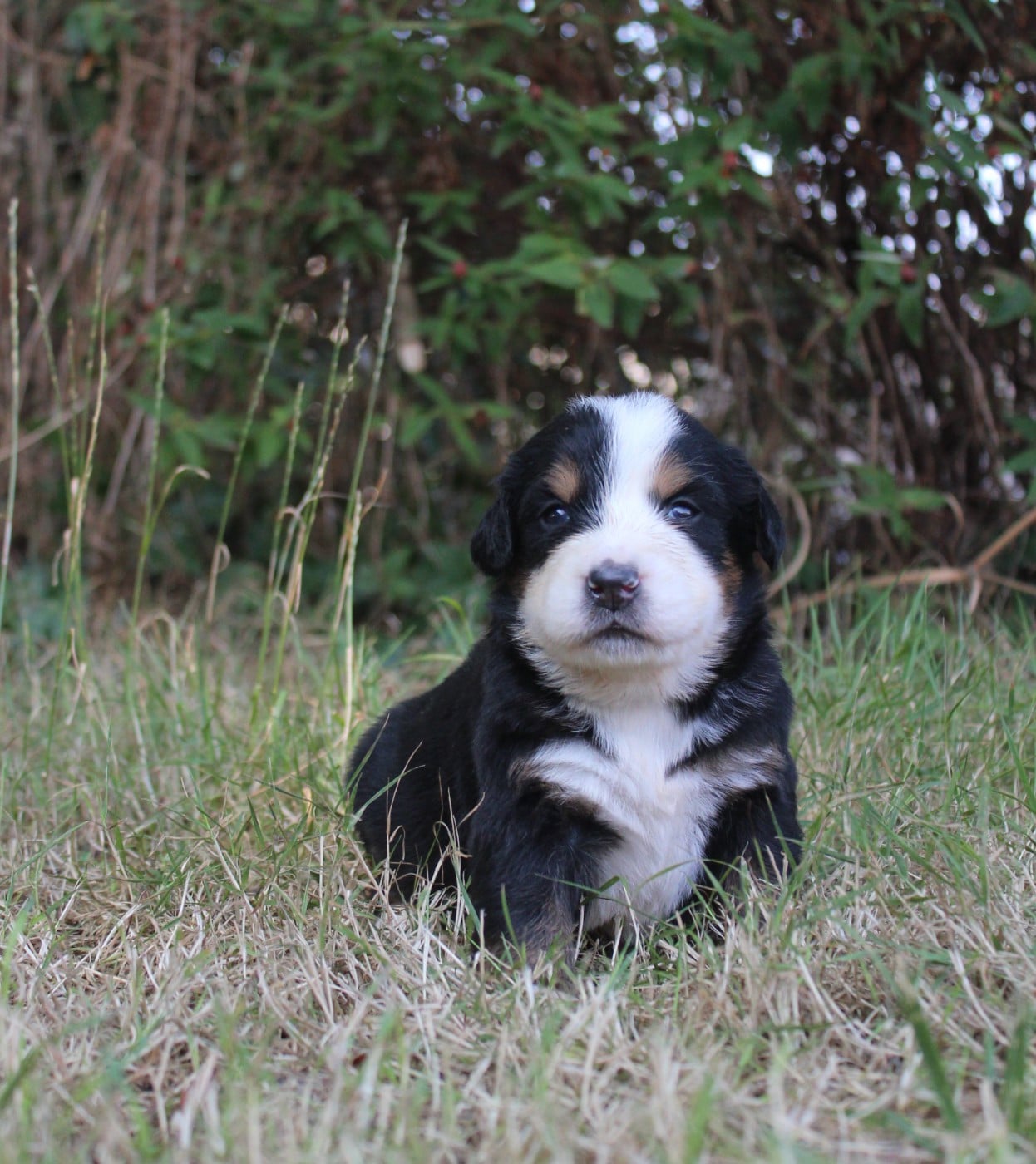 CHIOT 3