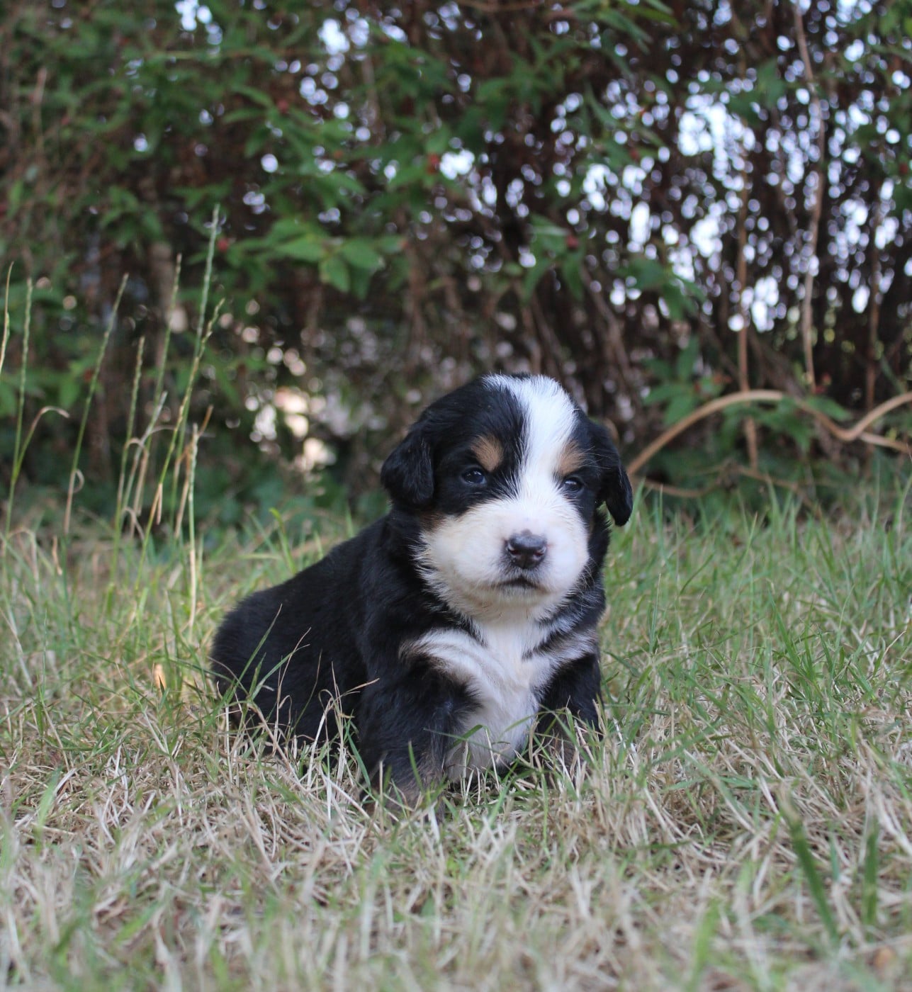 CHIOT 3