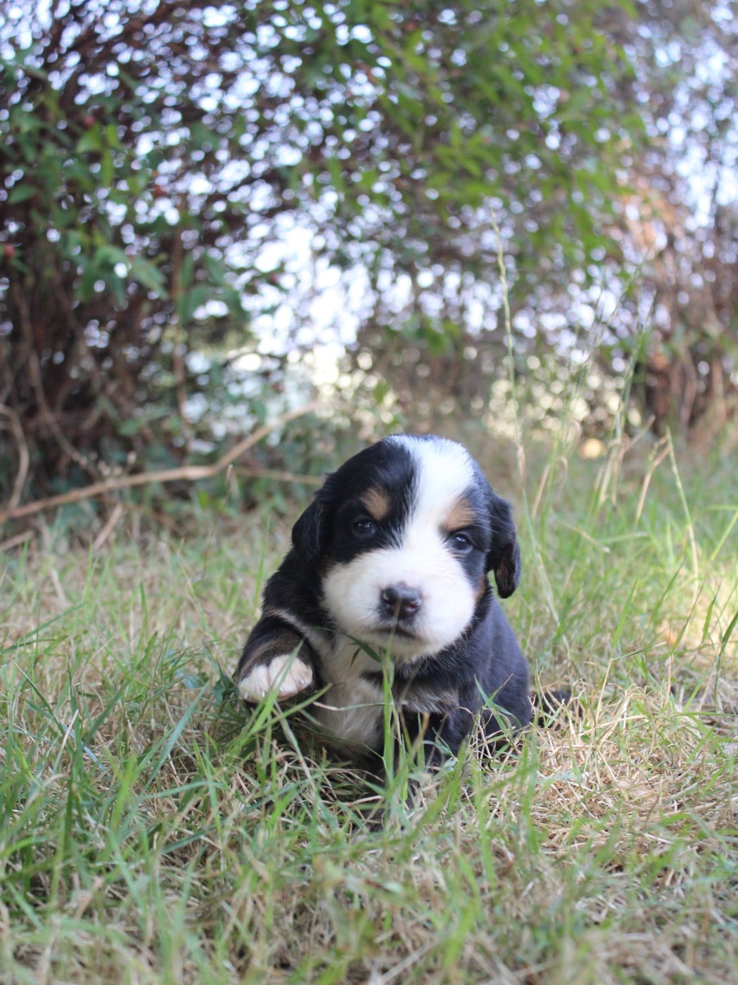 CHIOT 3