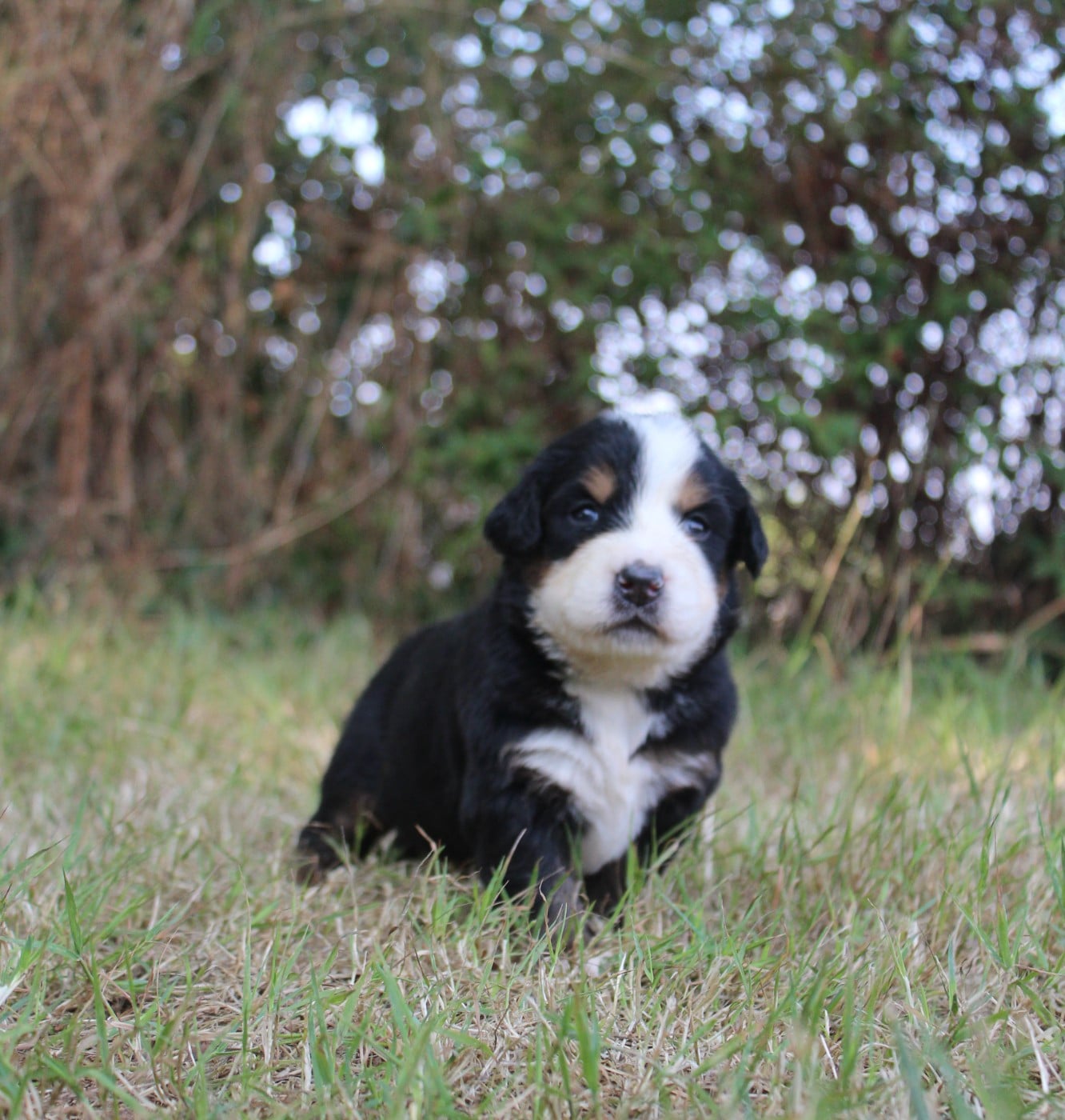 CHIOT 3
