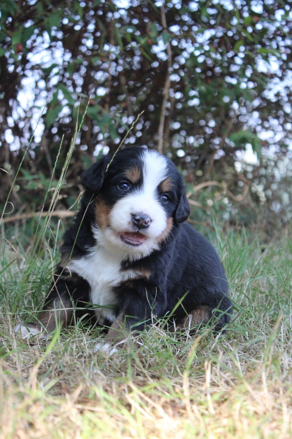 CHIOT 4