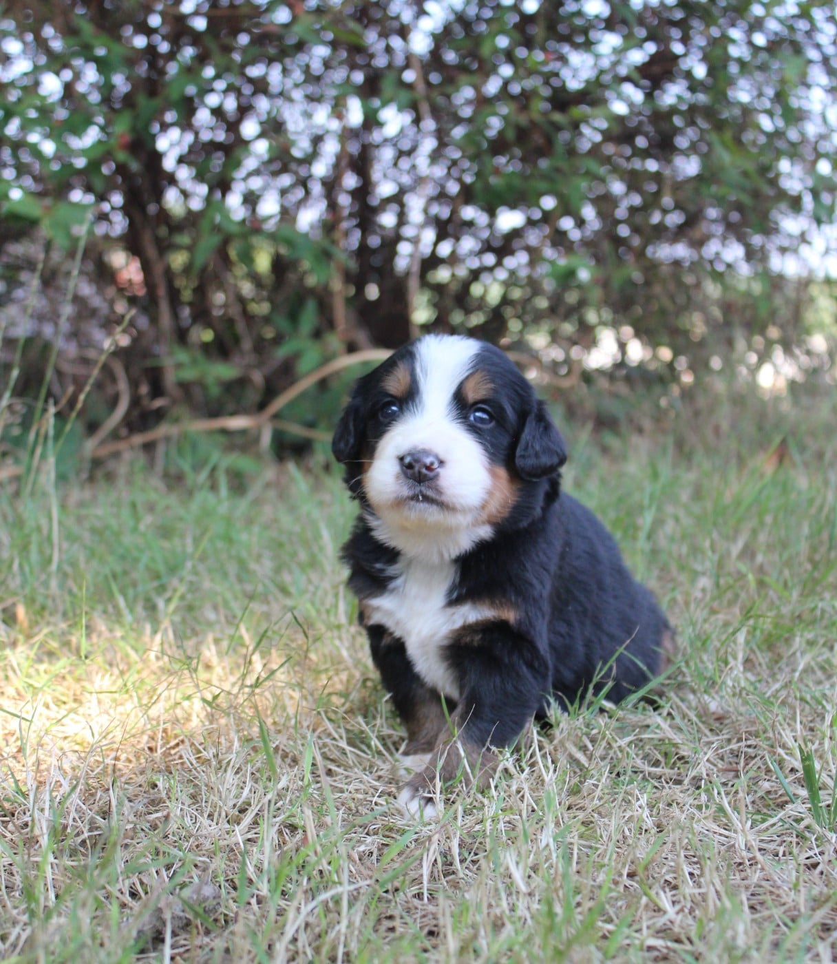 CHIOT 4
