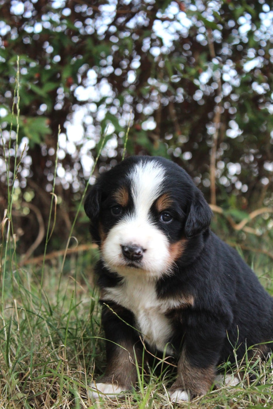 CHIOT 4