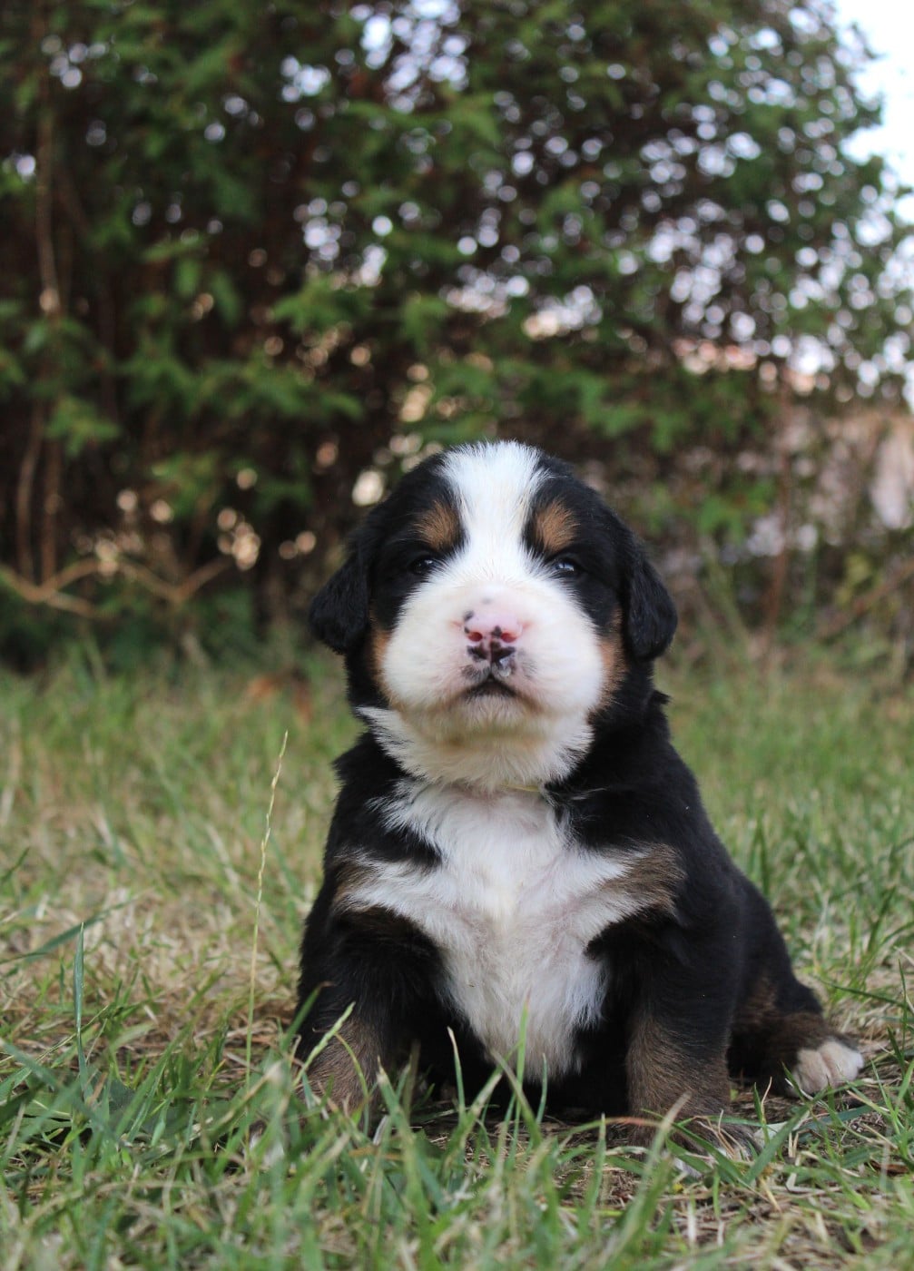 CHIOT 7