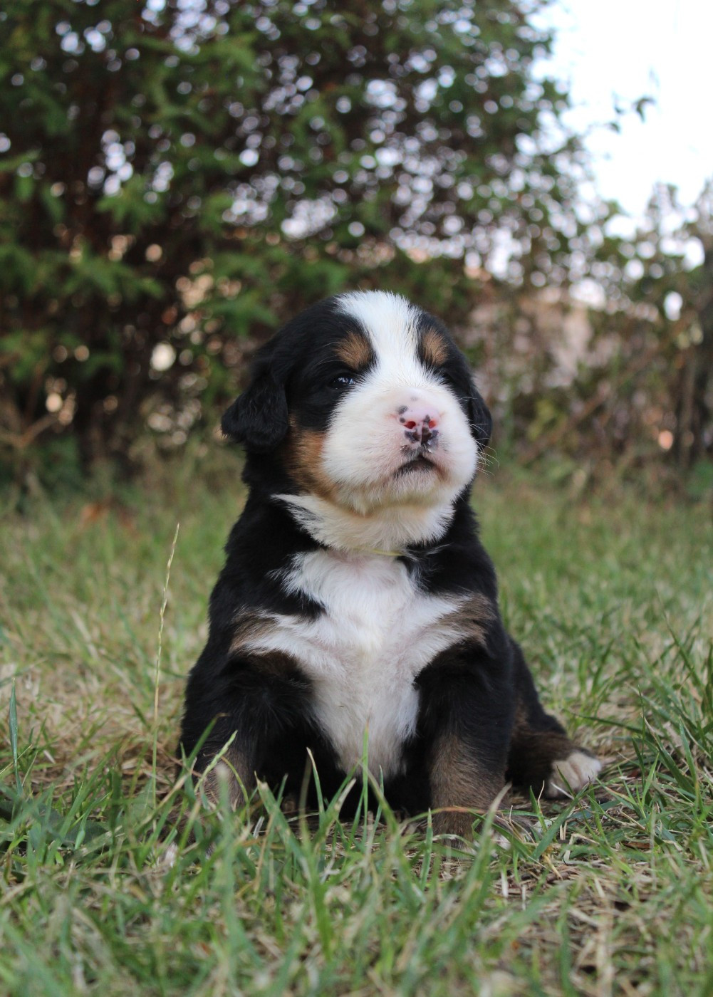 CHIOT 7