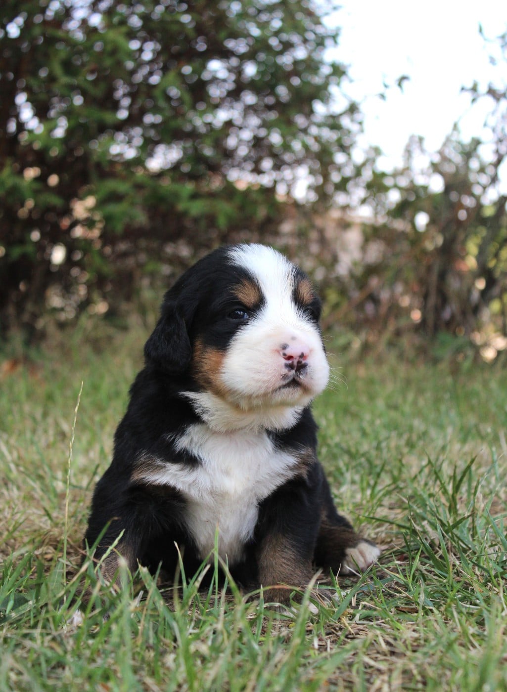 CHIOT 7