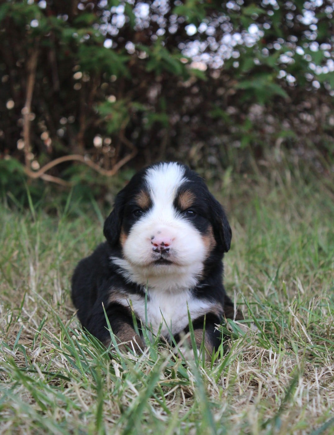 CHIOT 7