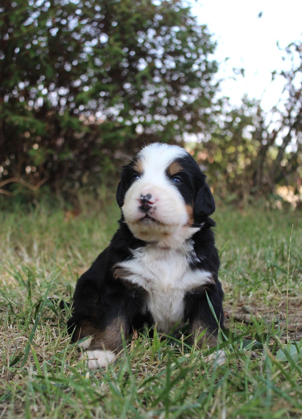 CHIOT 8