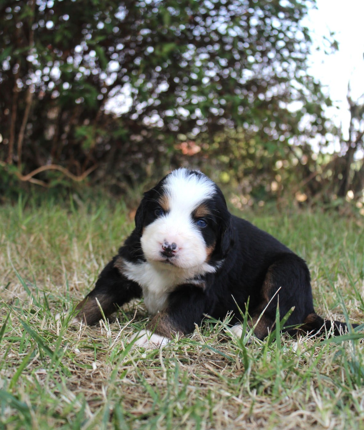 CHIOT 8