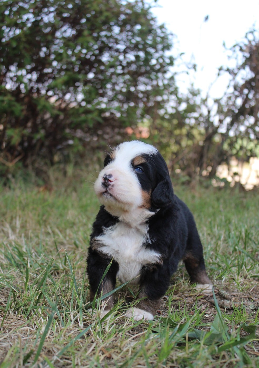 CHIOT 8