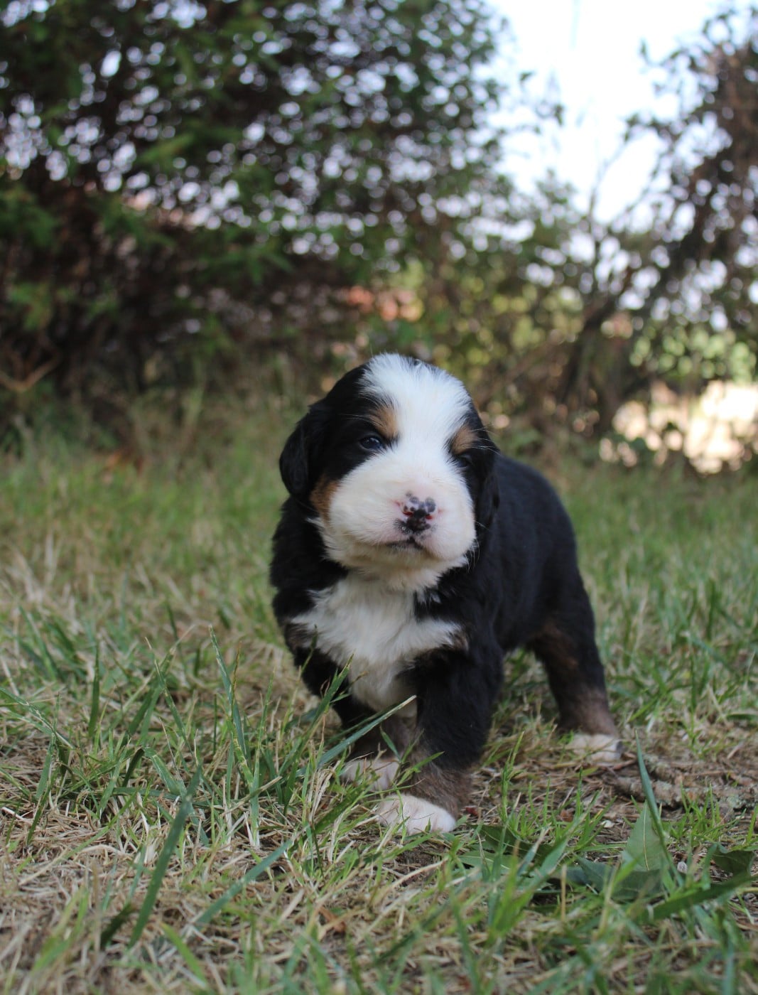 CHIOT 8
