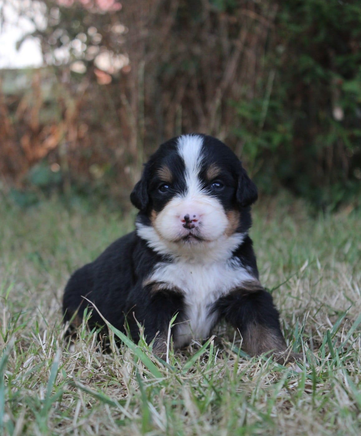 CHIOT 1
