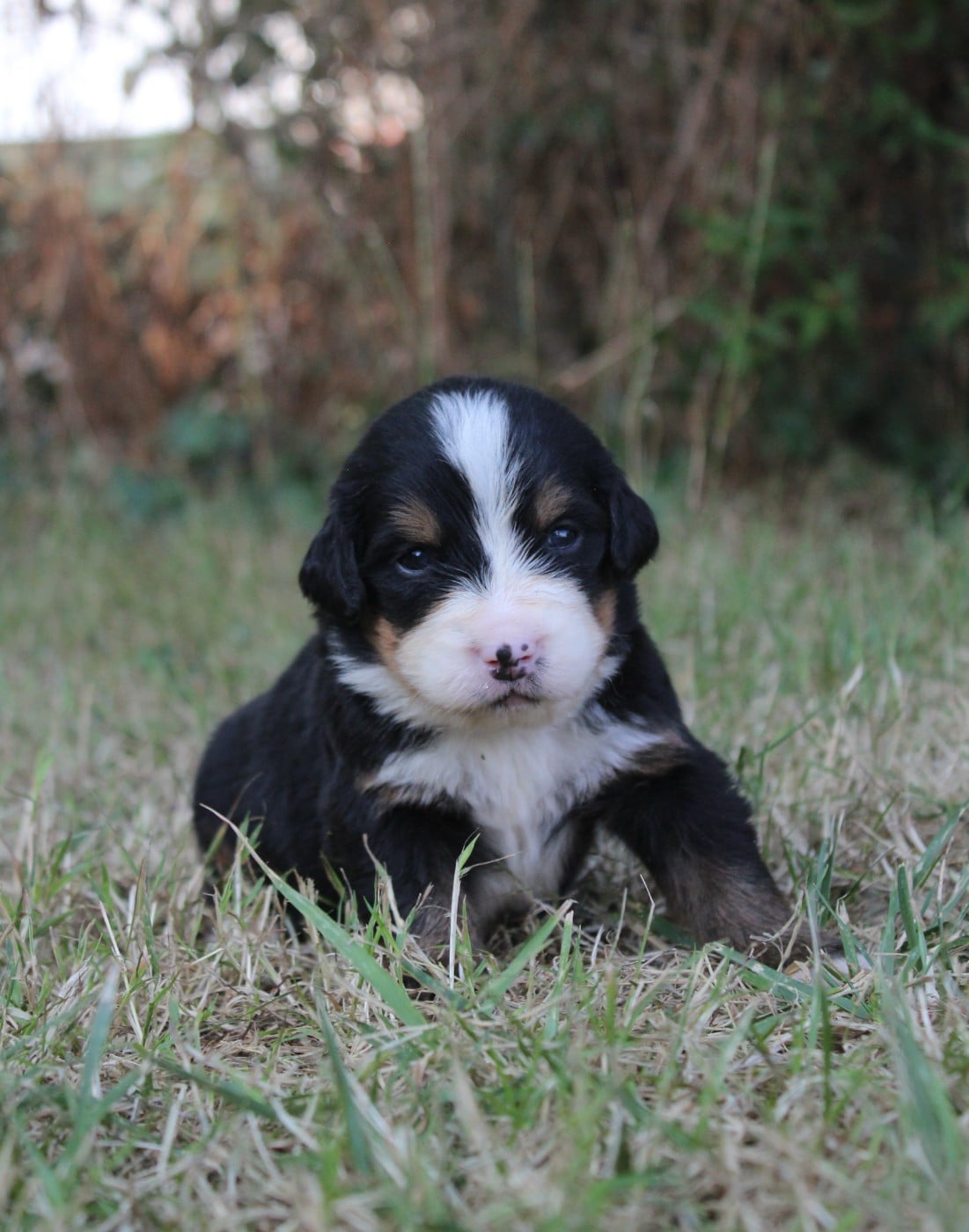 CHIOT 1