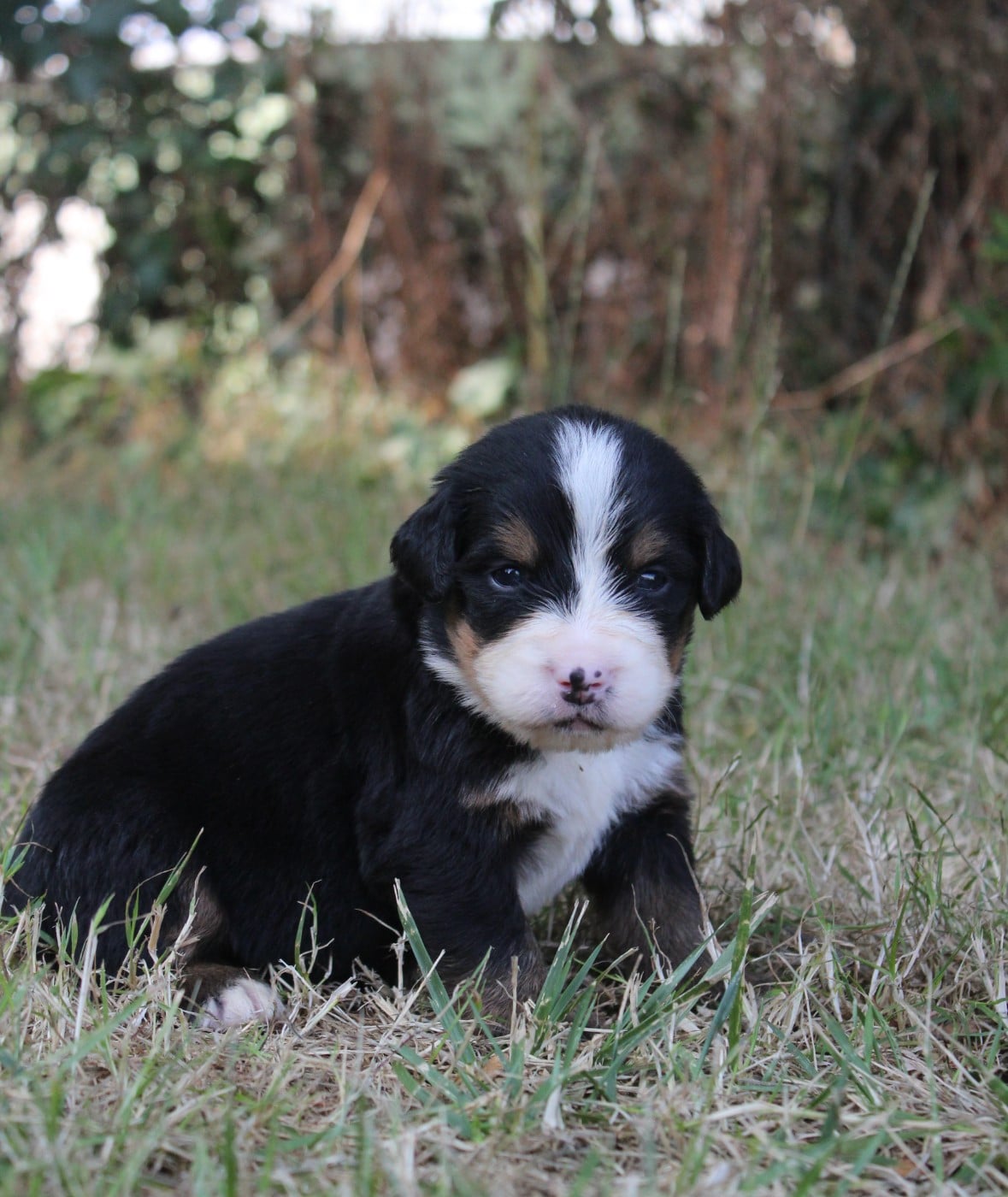 CHIOT 1