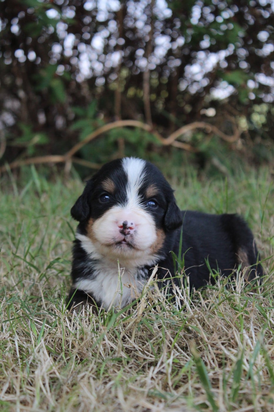 CHIOT 1