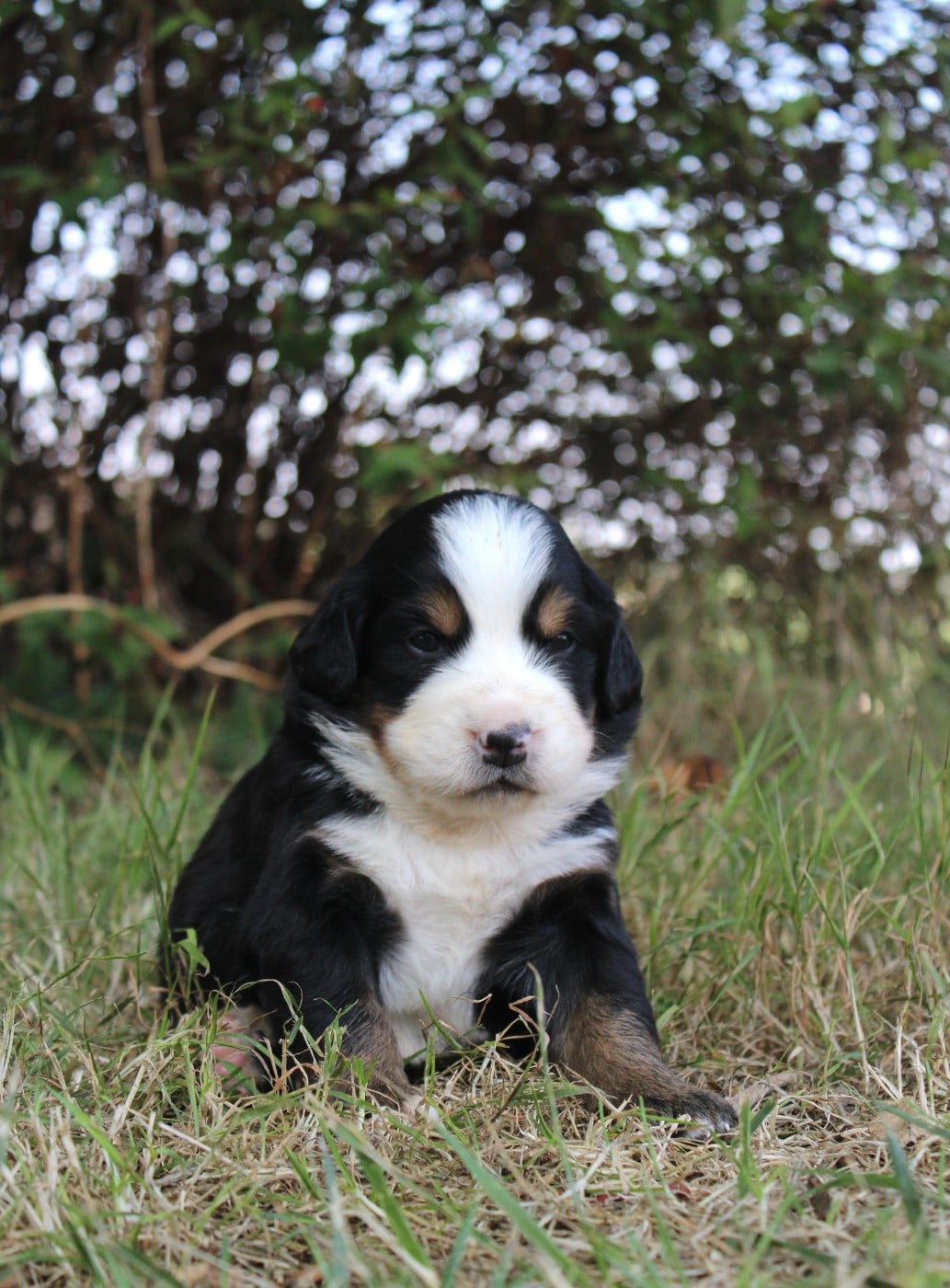 CHIOT 2