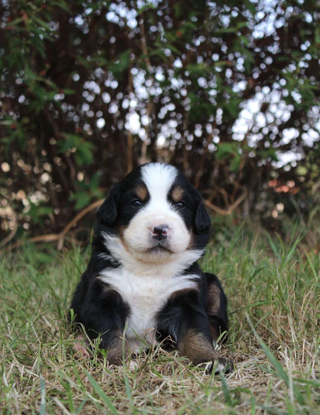 CHIOT 2