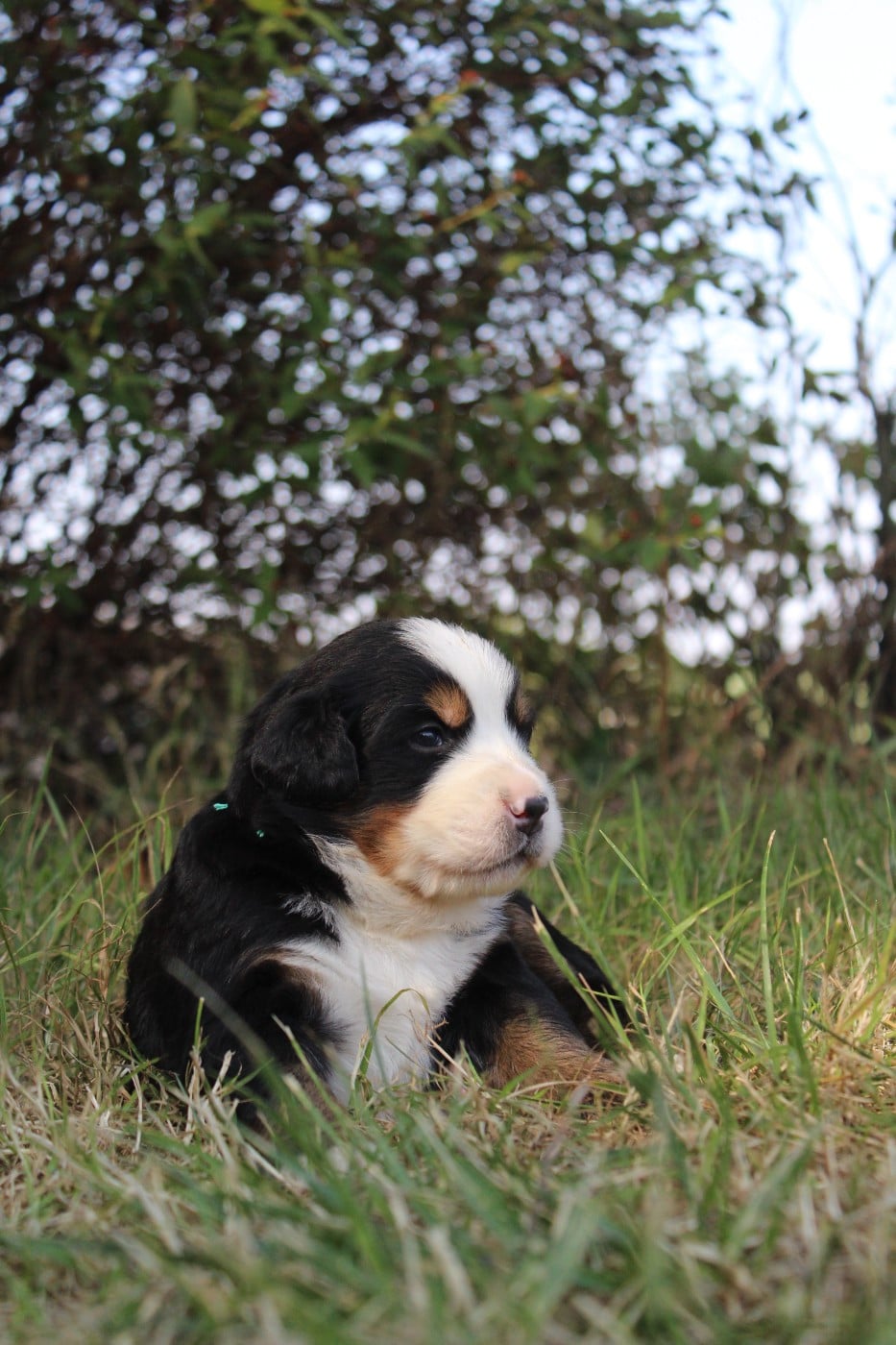 CHIOT 2