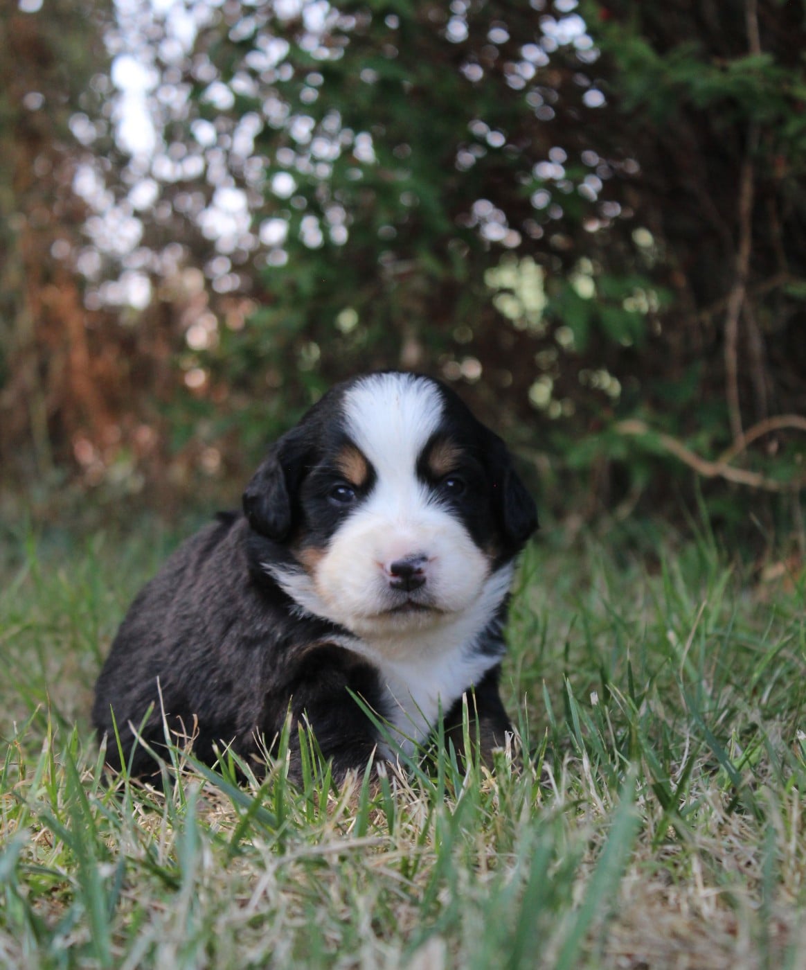 CHIOT 2