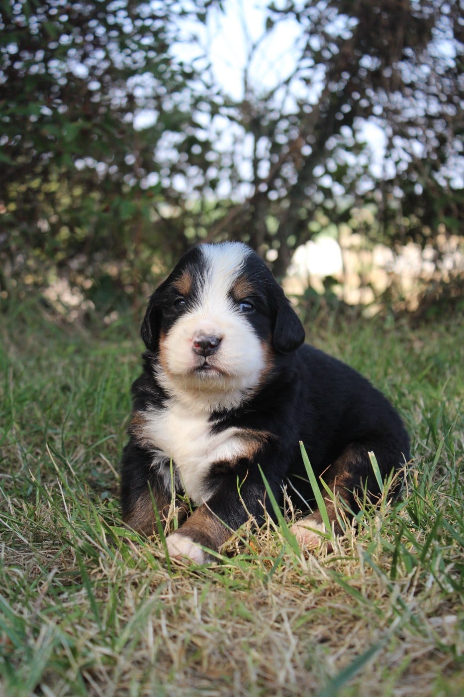 CHIOT 5