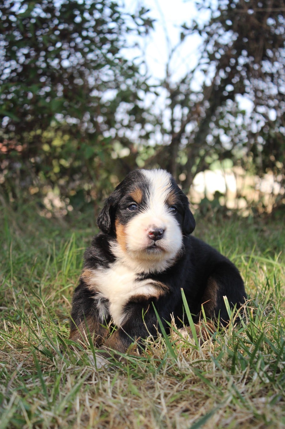 CHIOT 5