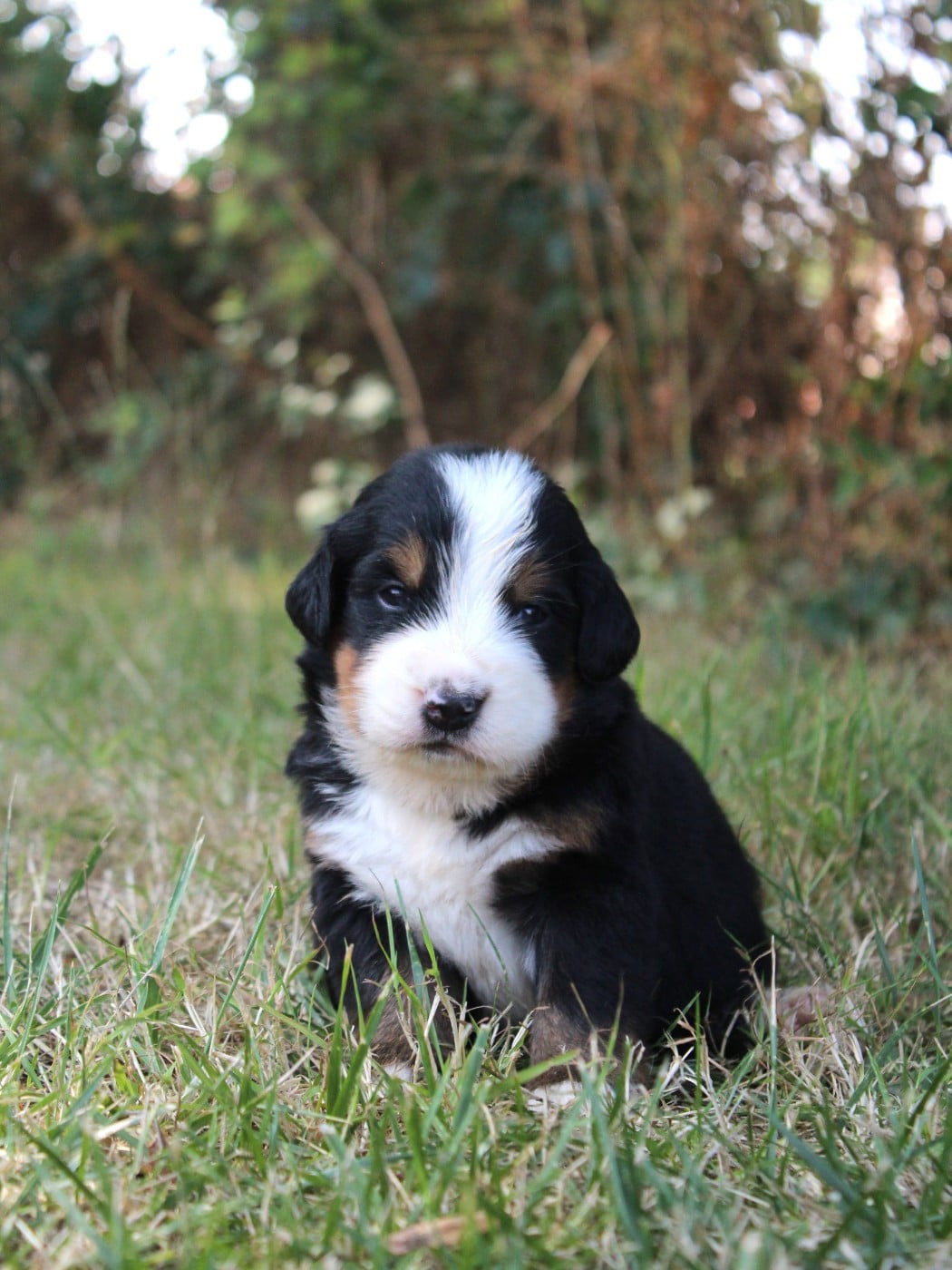 CHIOT 5