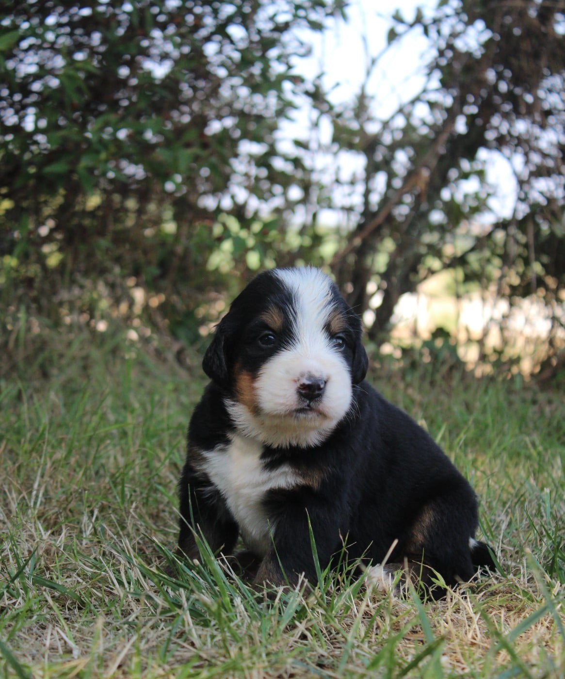 CHIOT 5