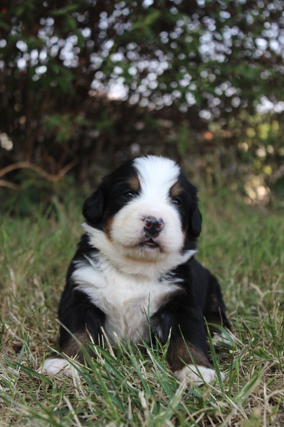 CHIOT 6