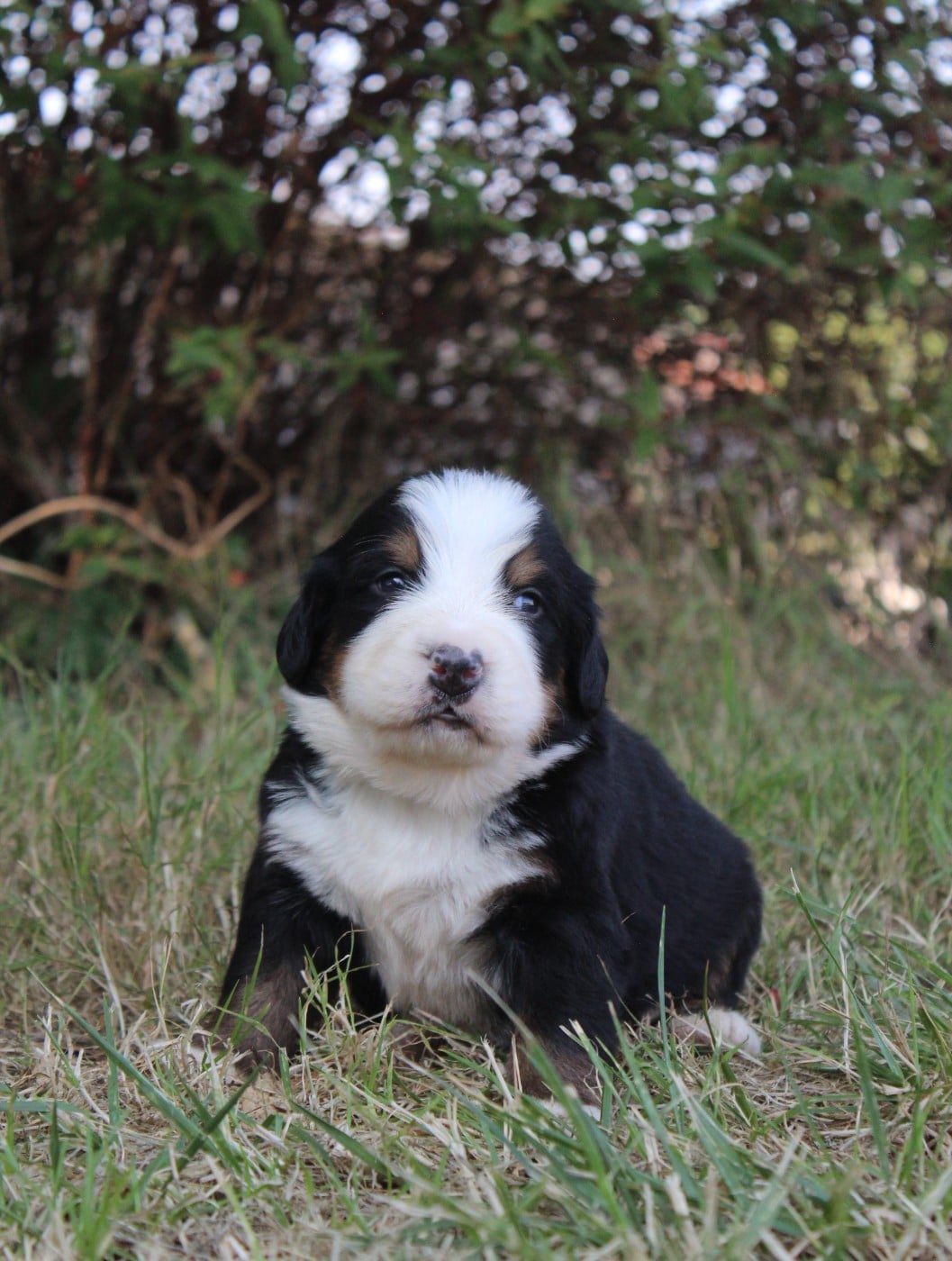 CHIOT 6