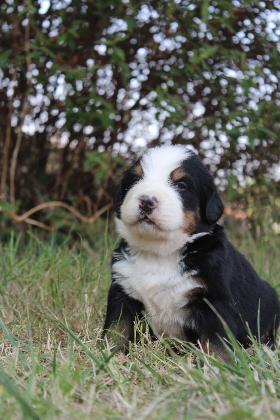 CHIOT 6