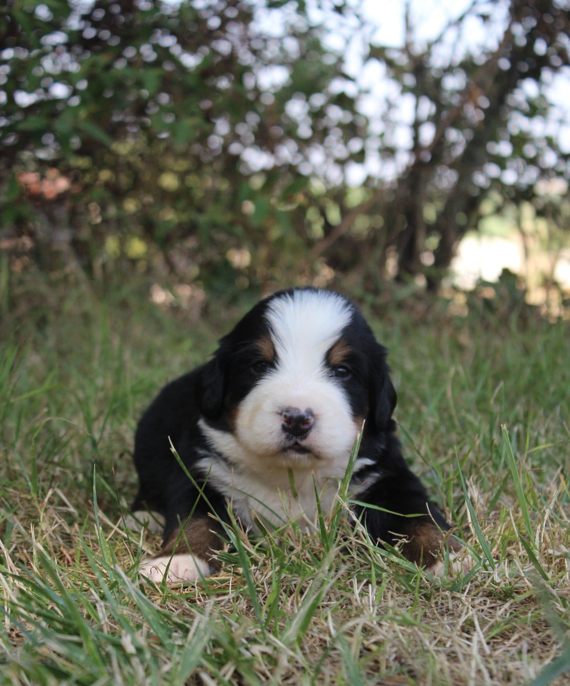 CHIOT 6