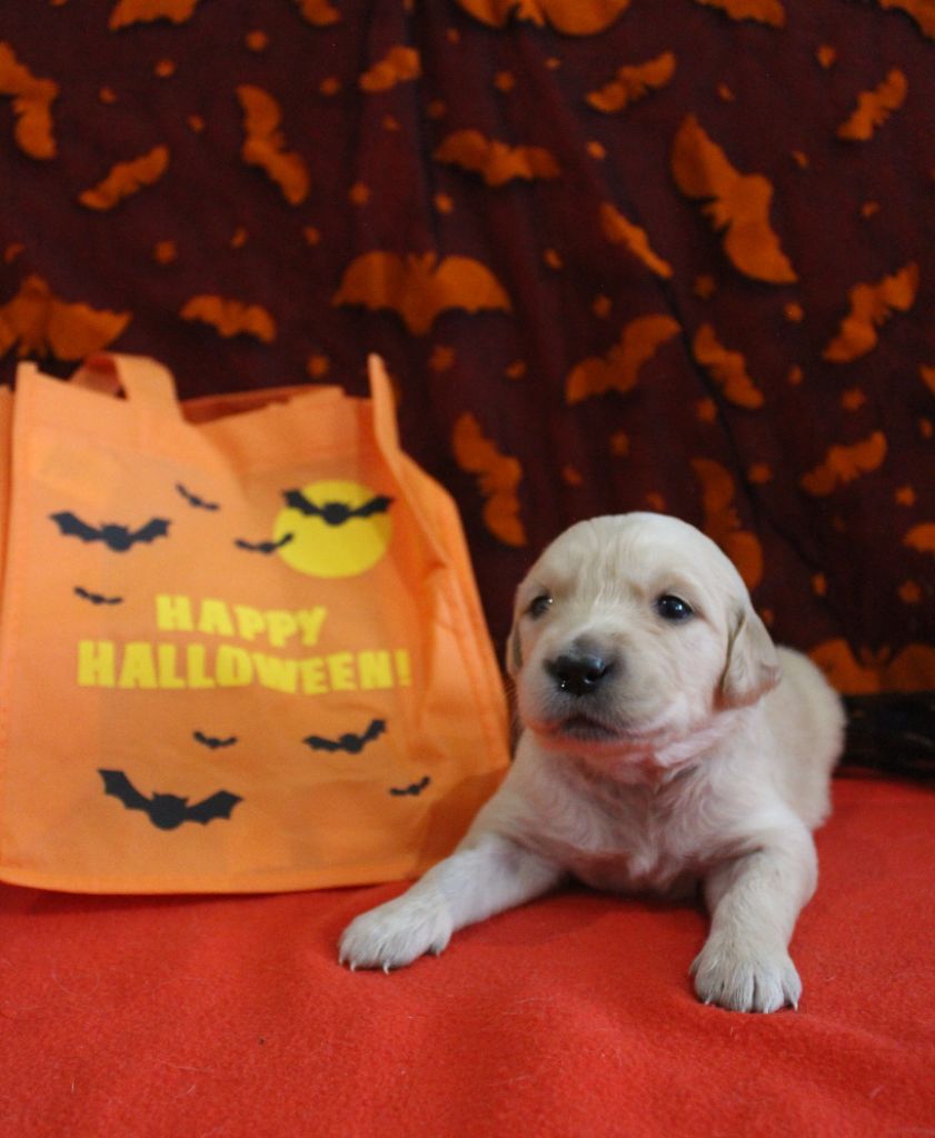 Golden Retriever - De L'harmonie Du Bonheur