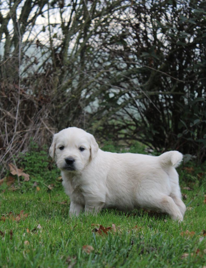 Golden Retriever - De L'harmonie Du Bonheur