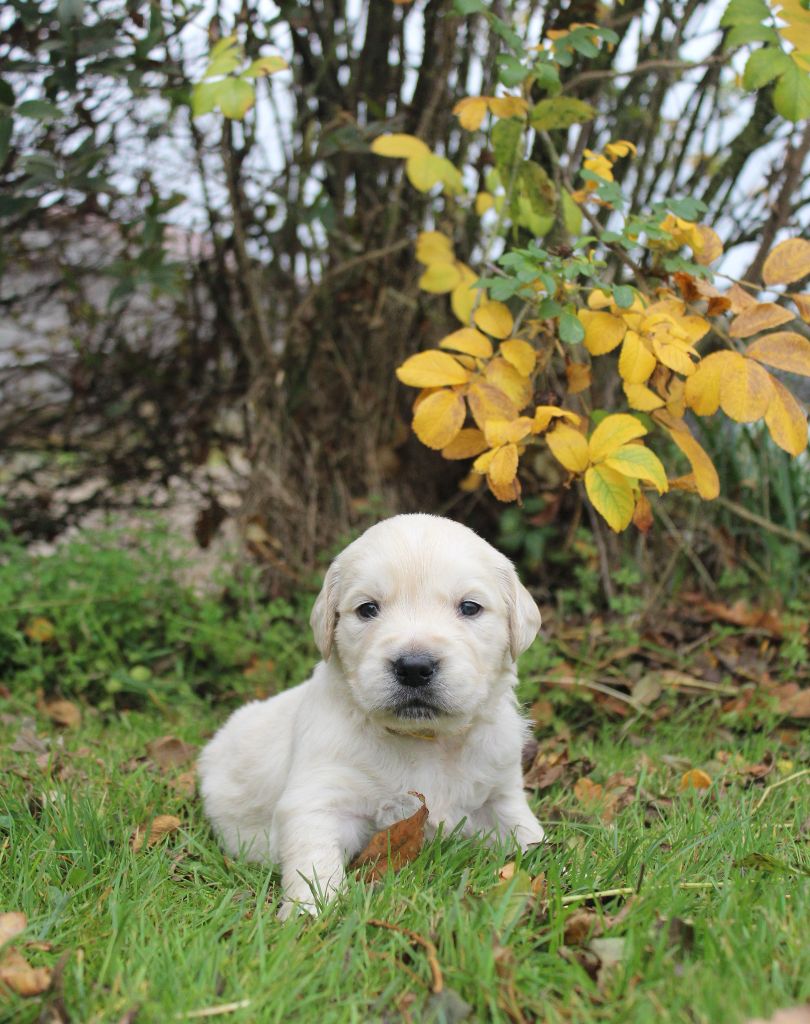 Golden Retriever - De L'harmonie Du Bonheur