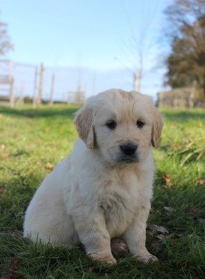 Les chiots de Golden Retriever