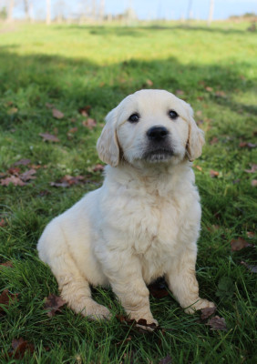 Les chiots de Golden Retriever
