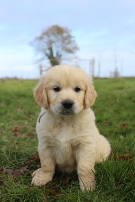Les chiots de Golden Retriever